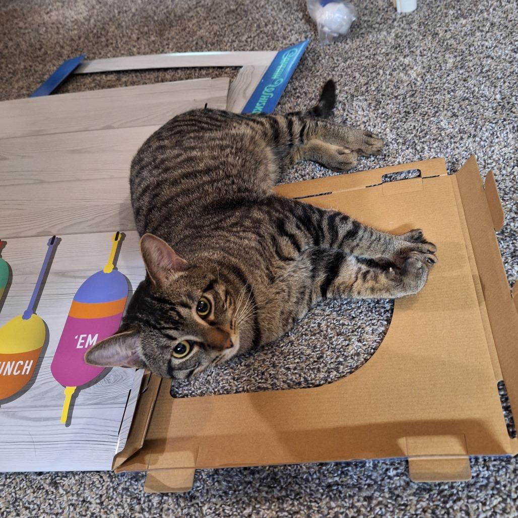 Rain Drop--In Foster, Adoptable, Adult Male Domestic Short Hair.