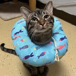 Enlarge Rain Drop--In Foster, a Adoptable Domestic Short Hair in Fargo, ND image 2/6