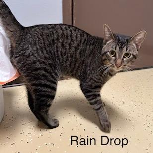 Enlarge Rain Drop--In Foster, a Adoptable Domestic Short Hair in Fargo, ND image 3/6