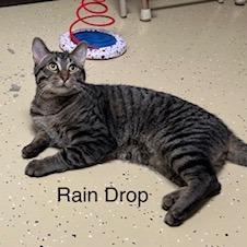 Enlarge Rain Drop--In Foster, a Adoptable Domestic Short Hair in Fargo, ND image 4/6