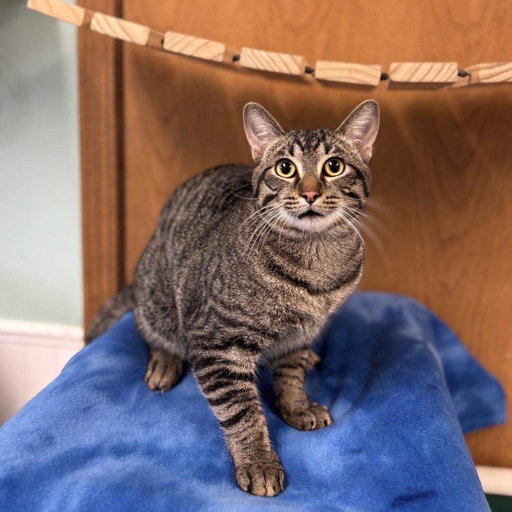 Enlarge Rain Drop--In Foster, a Adoptable Domestic Short Hair in Fargo, ND image 5/6