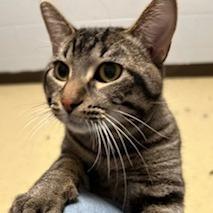 Enlarge Rain Drop--In Foster, a Adoptable Domestic Short Hair in Fargo, ND image 6/6