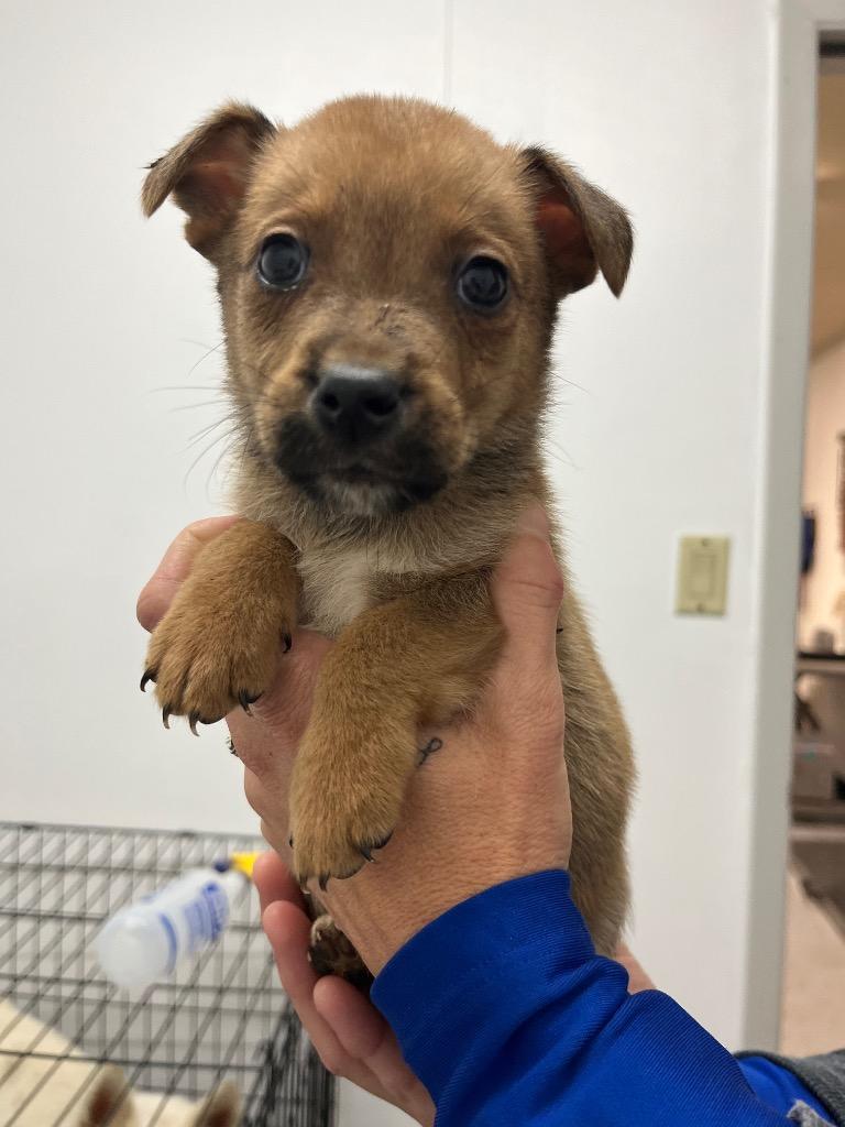 Enlarge General Forrest, a Adoptable mixed breed in Seven Points, TX image 1/1