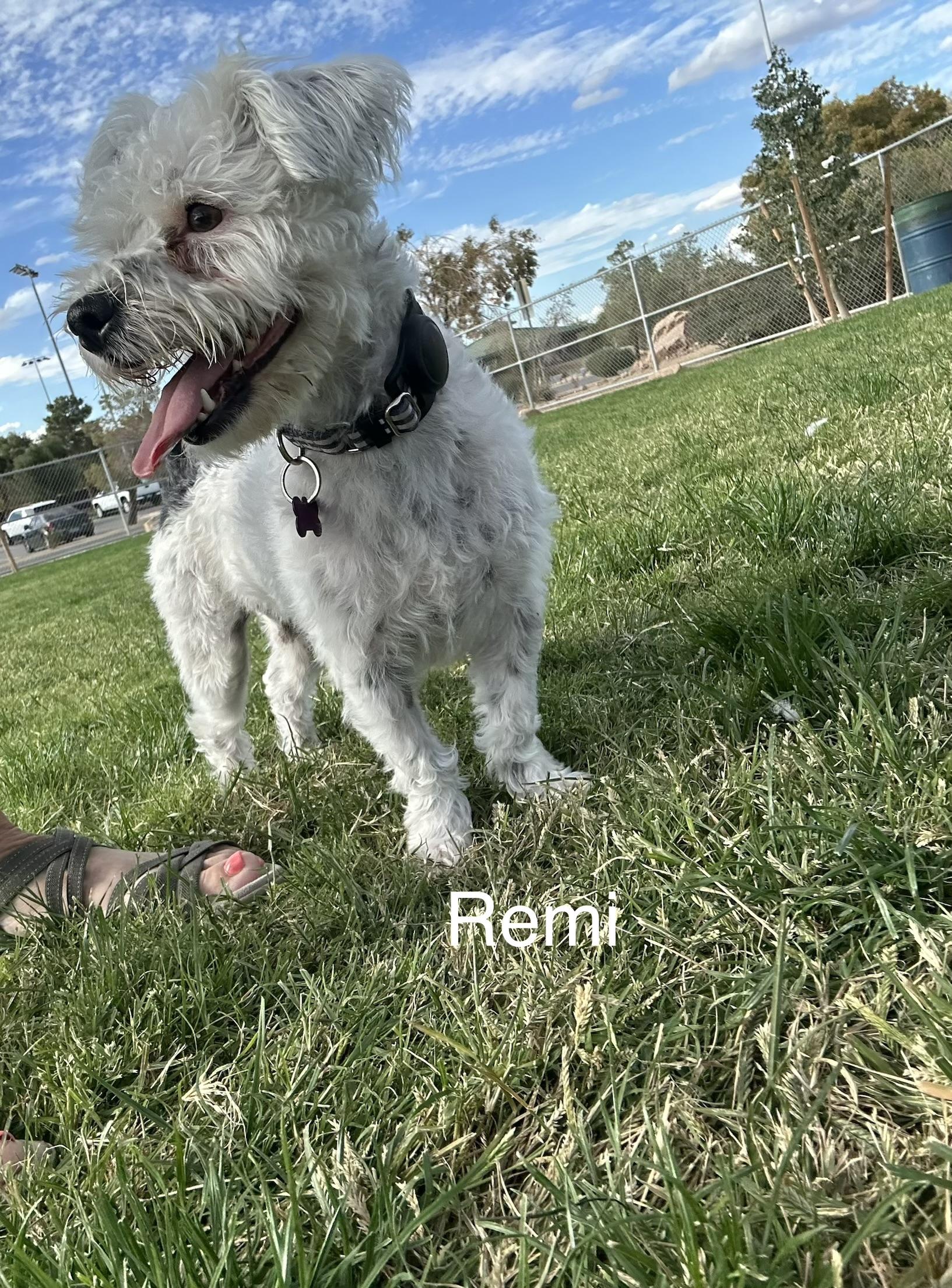 Enlarge Remy, a Adoptable mixed breed in Las Vegas, NV image 1/5