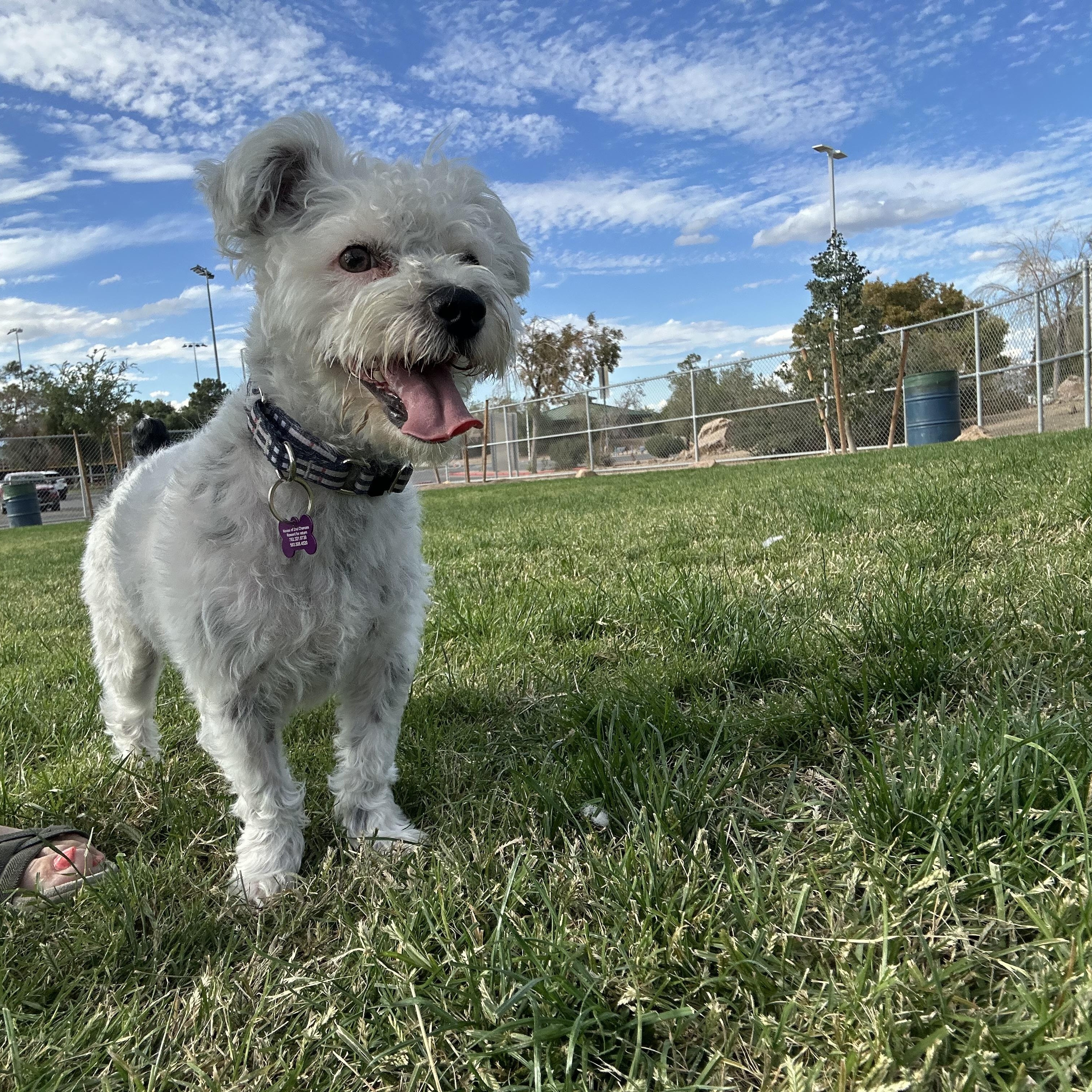 Enlarge Remy, a Adoptable mixed breed in Las Vegas, NV image 2/5