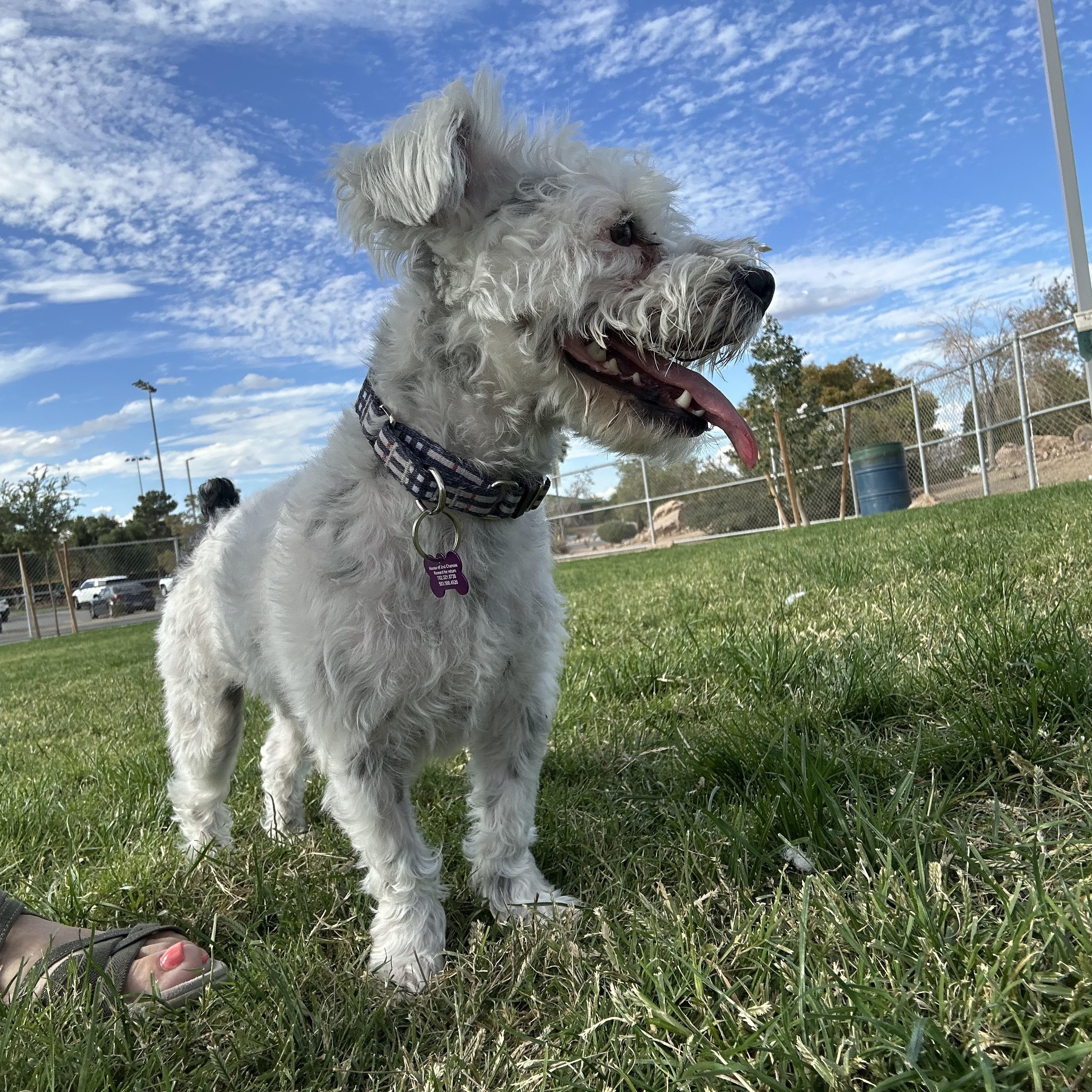 Enlarge Remy, a Adoptable mixed breed in Las Vegas, NV image 3/5