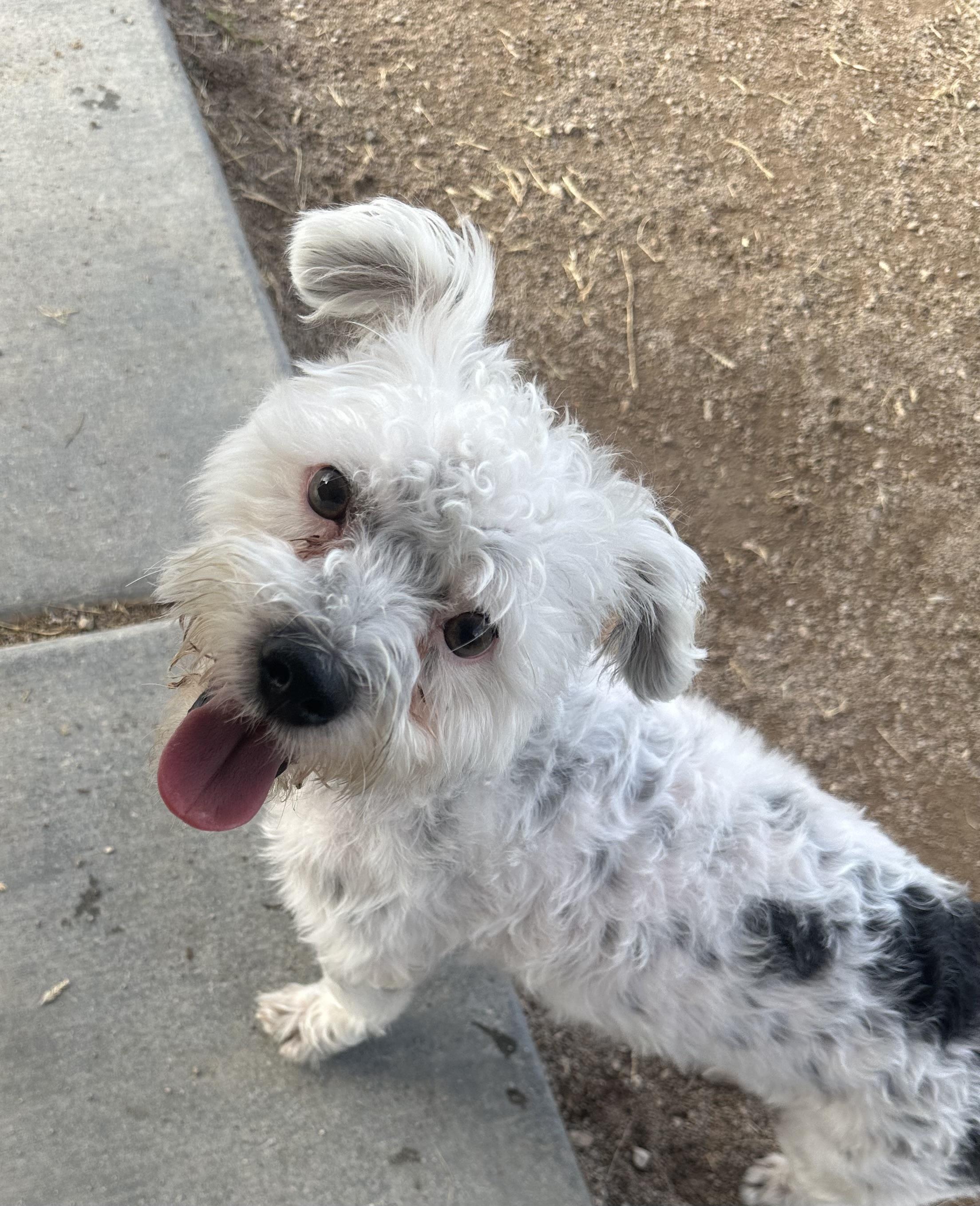 Enlarge Remy, a Adoptable mixed breed in Las Vegas, NV image 4/5