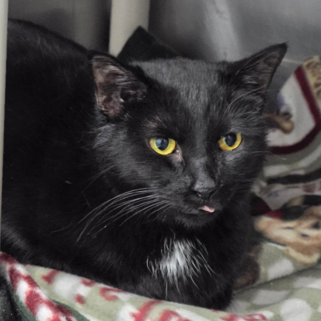 Enlarge Esther, a Adoptable Domestic Short Hair in Fairmont, WV image 1/1