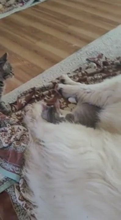 Enlarge Alice & Alex, a Adopted mixed breed in The Dalles, OR video 5/9