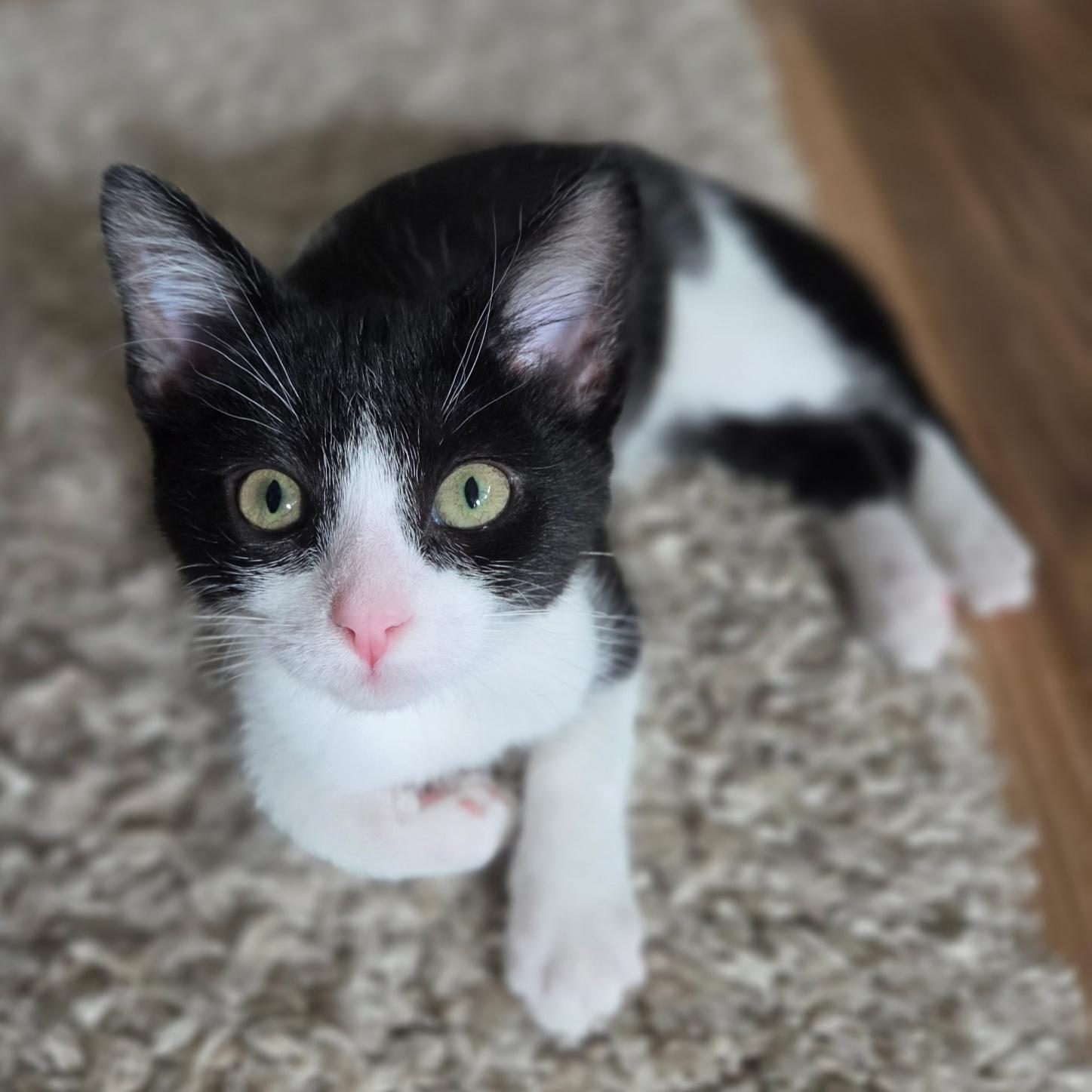 Enlarge Olive, a Adoptable mixed breed in Kamloops, BC image 1/5