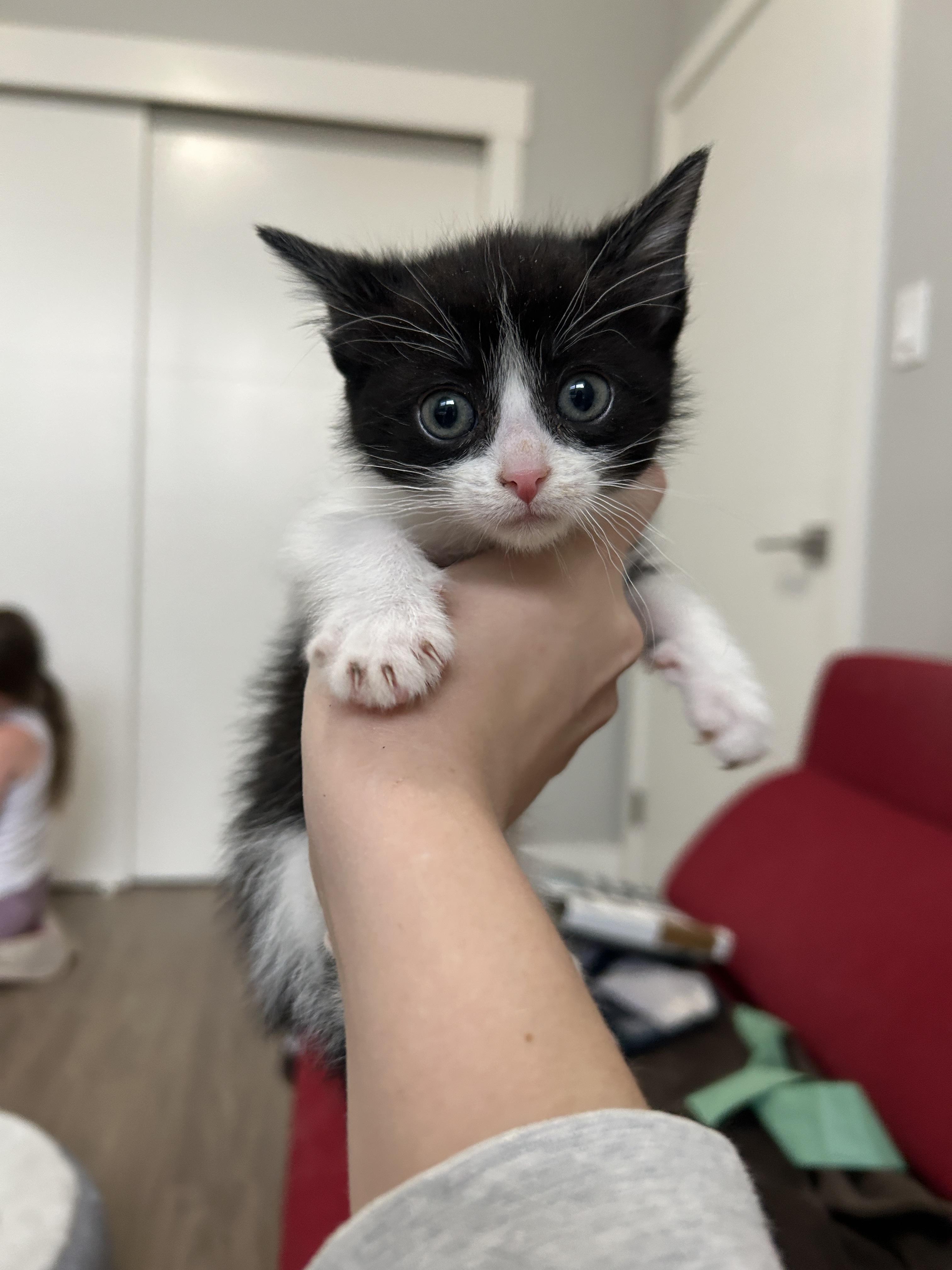 Enlarge Olive, a Adoptable mixed breed in Kamloops, BC image 2/5