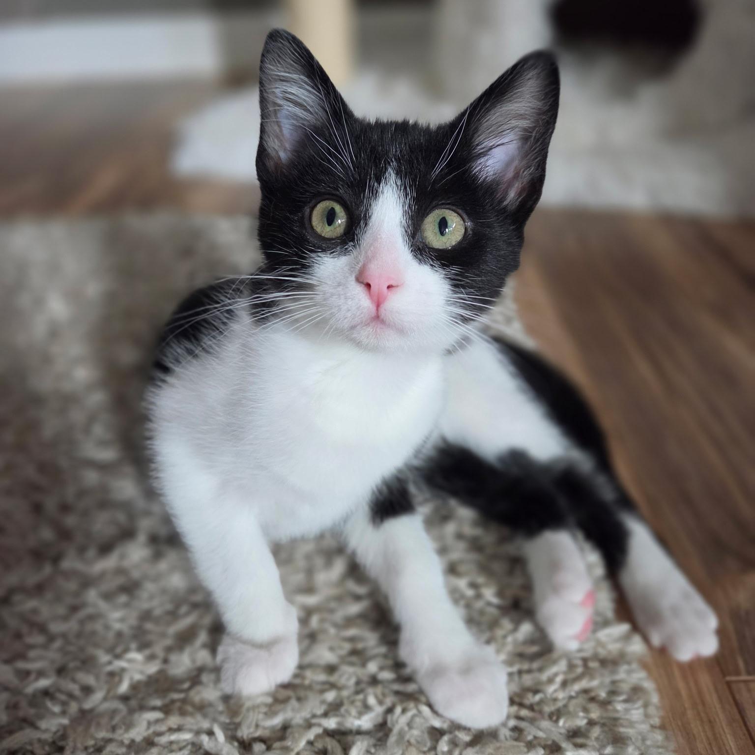 Enlarge Olive, a Adoptable mixed breed in Kamloops, BC image 3/5