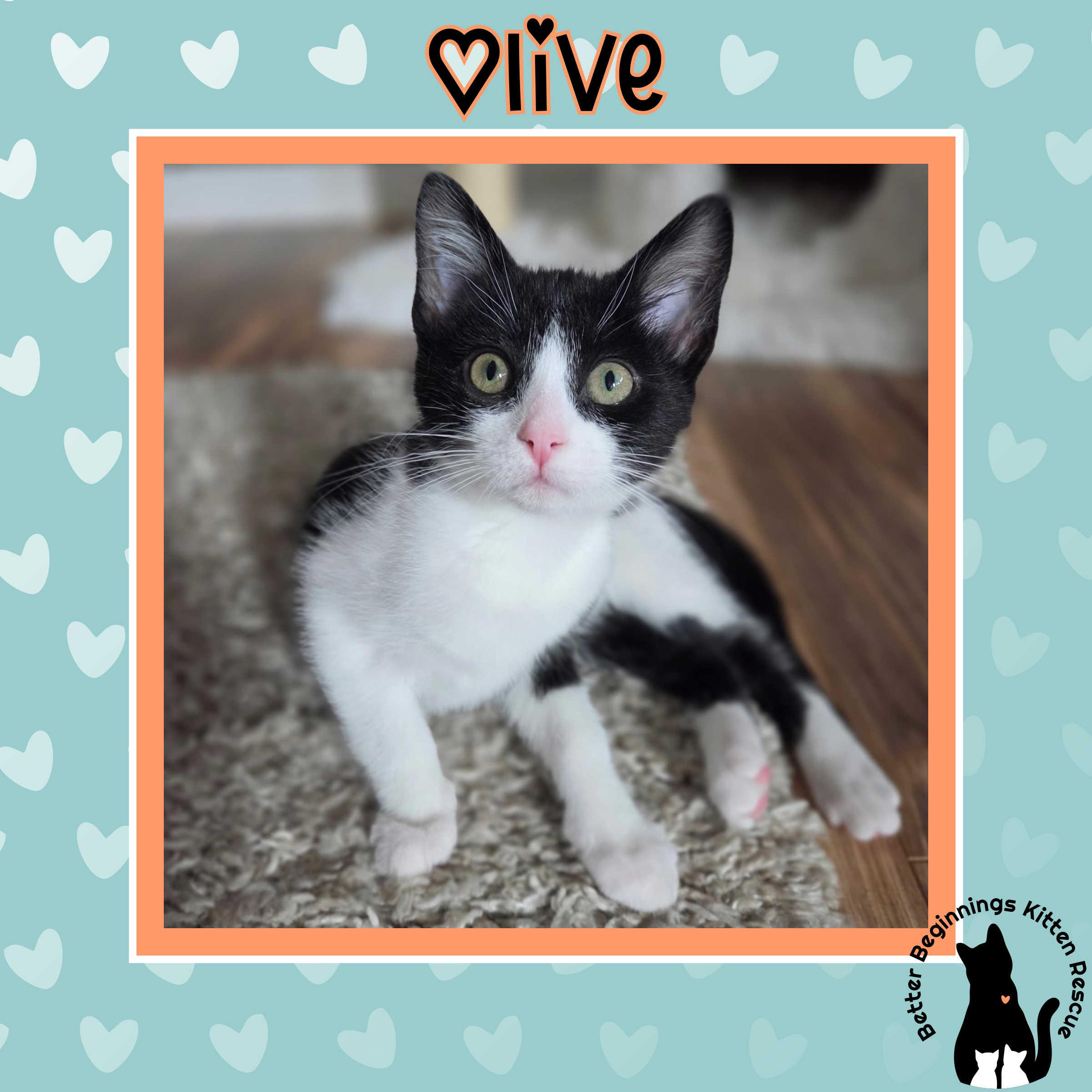 Enlarge Olive, a Adoptable mixed breed in Kamloops, BC image 4/5