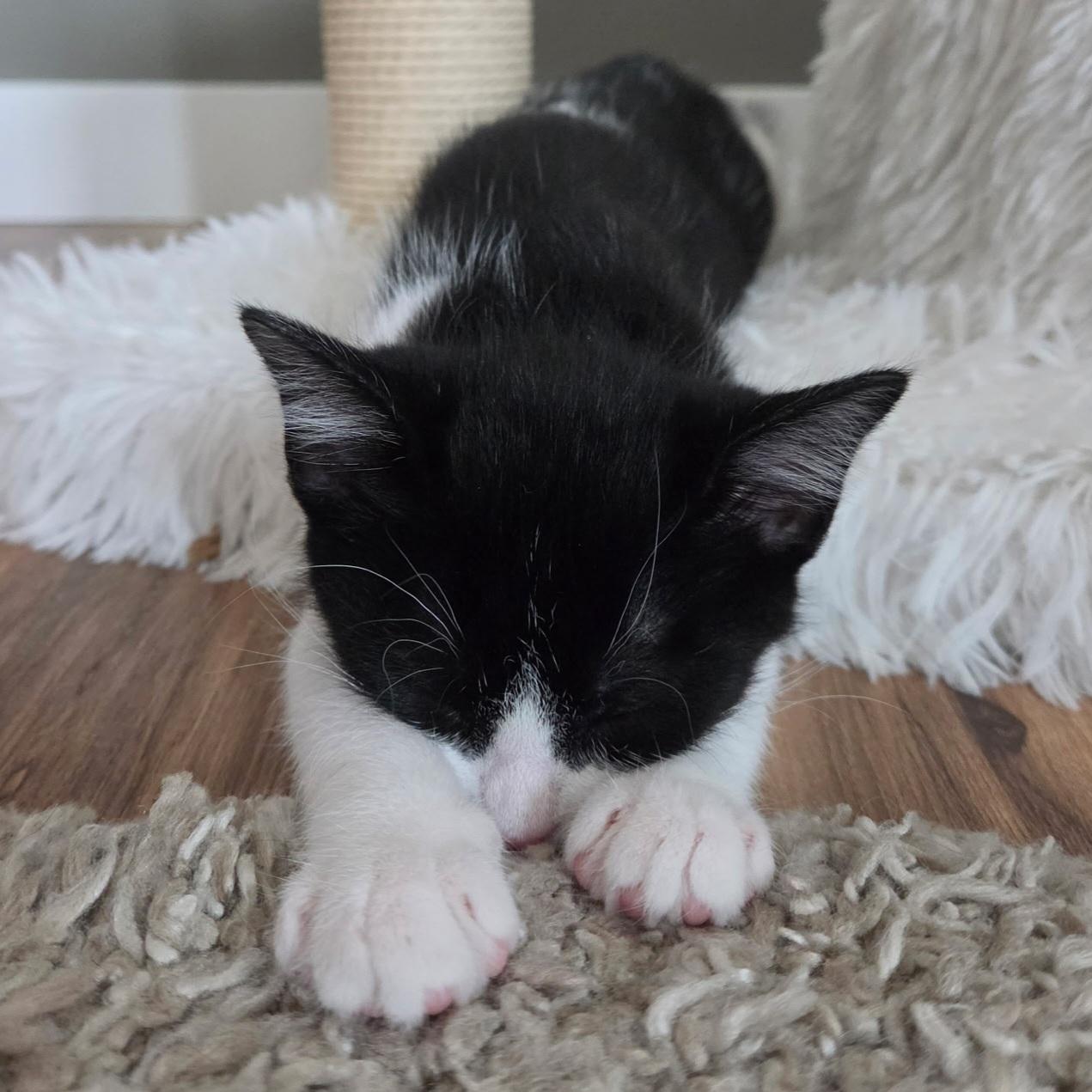 Enlarge Olive, a Adoptable mixed breed in Kamloops, BC image 5/5