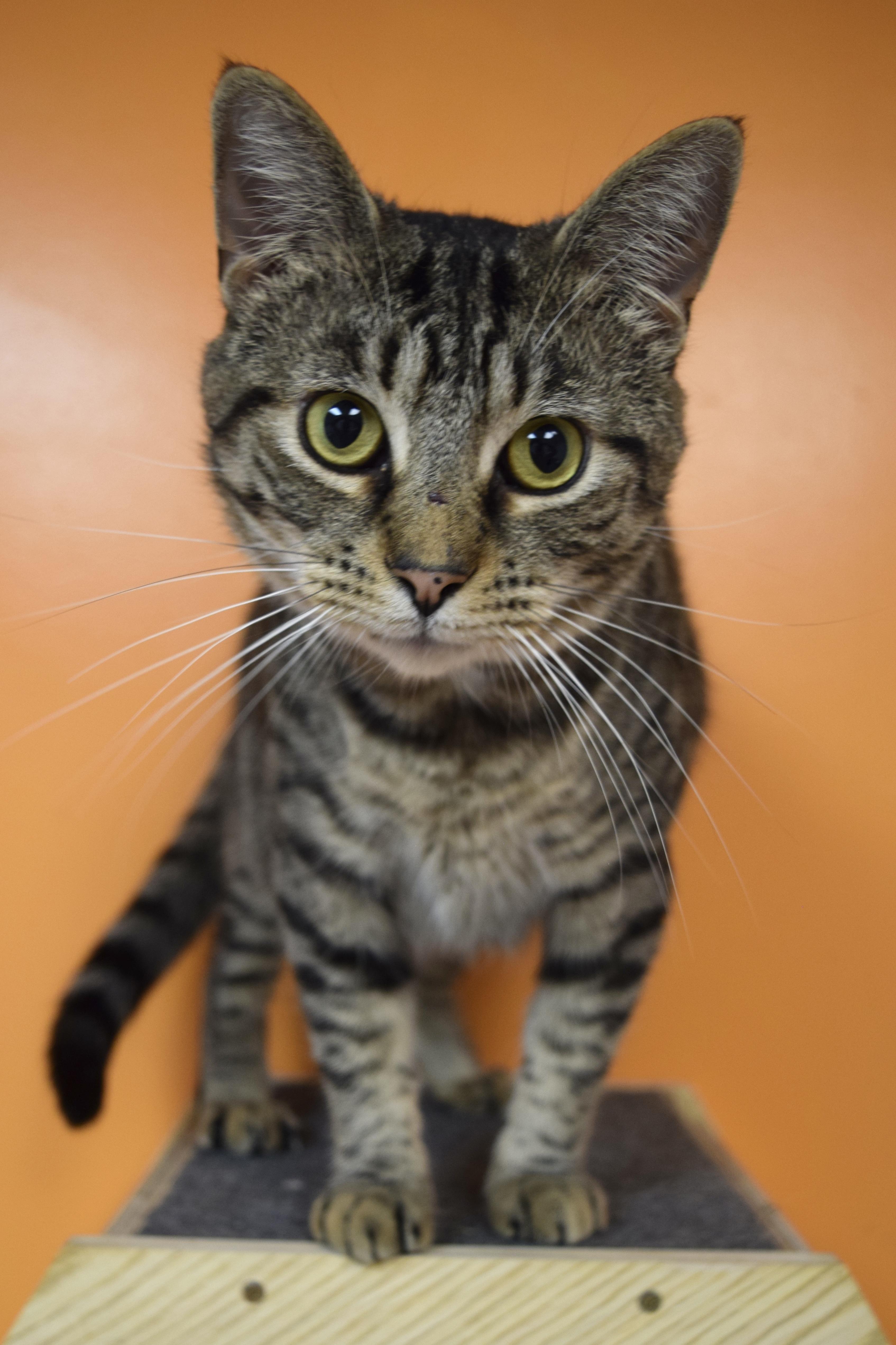 Alfonzo, ADOPTABLE, Young Male Domestic Short Hair.