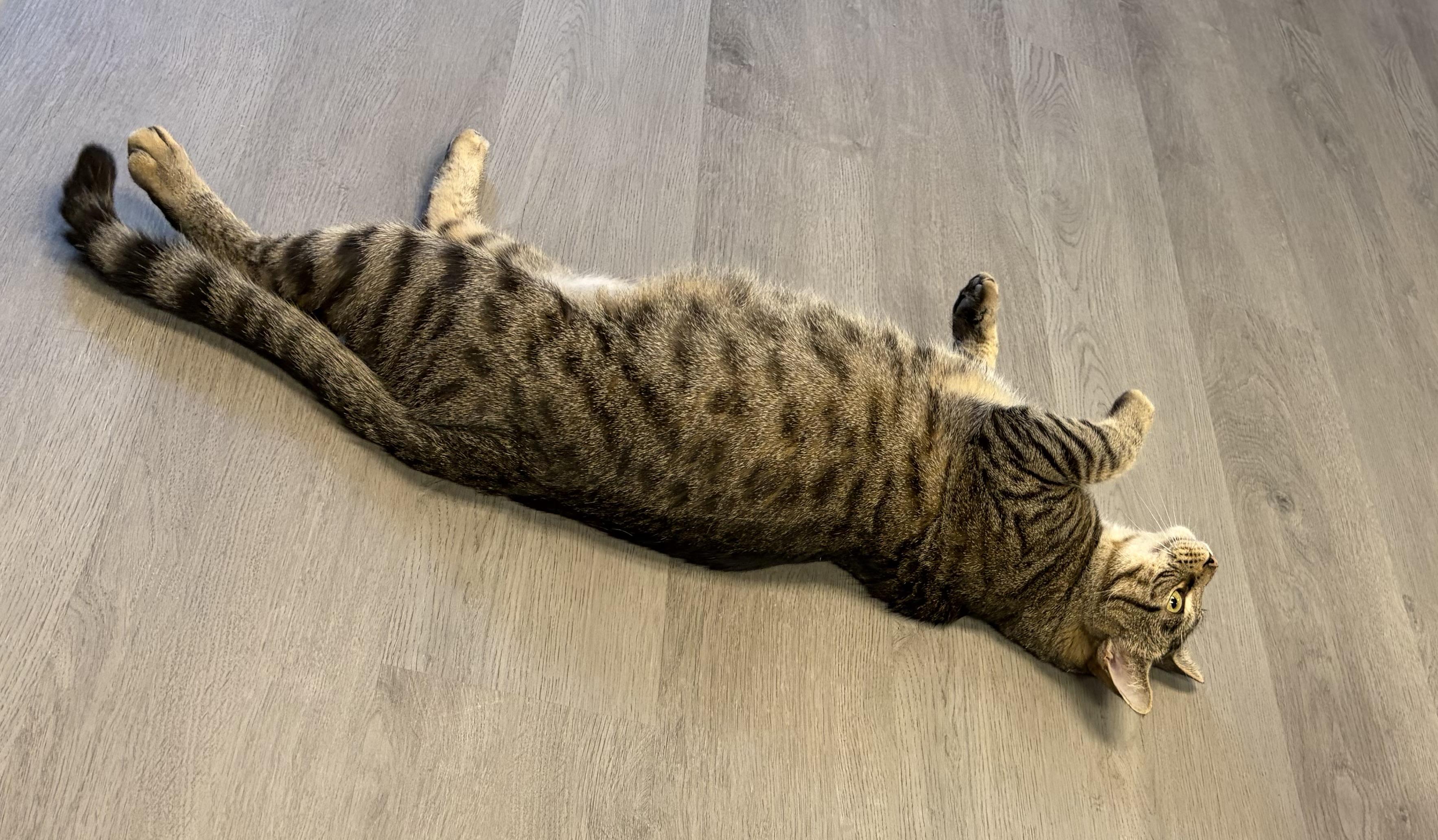 Alfonzo, a ADOPTABLE Domestic Short Hair in Muncie, IN image 6/6
