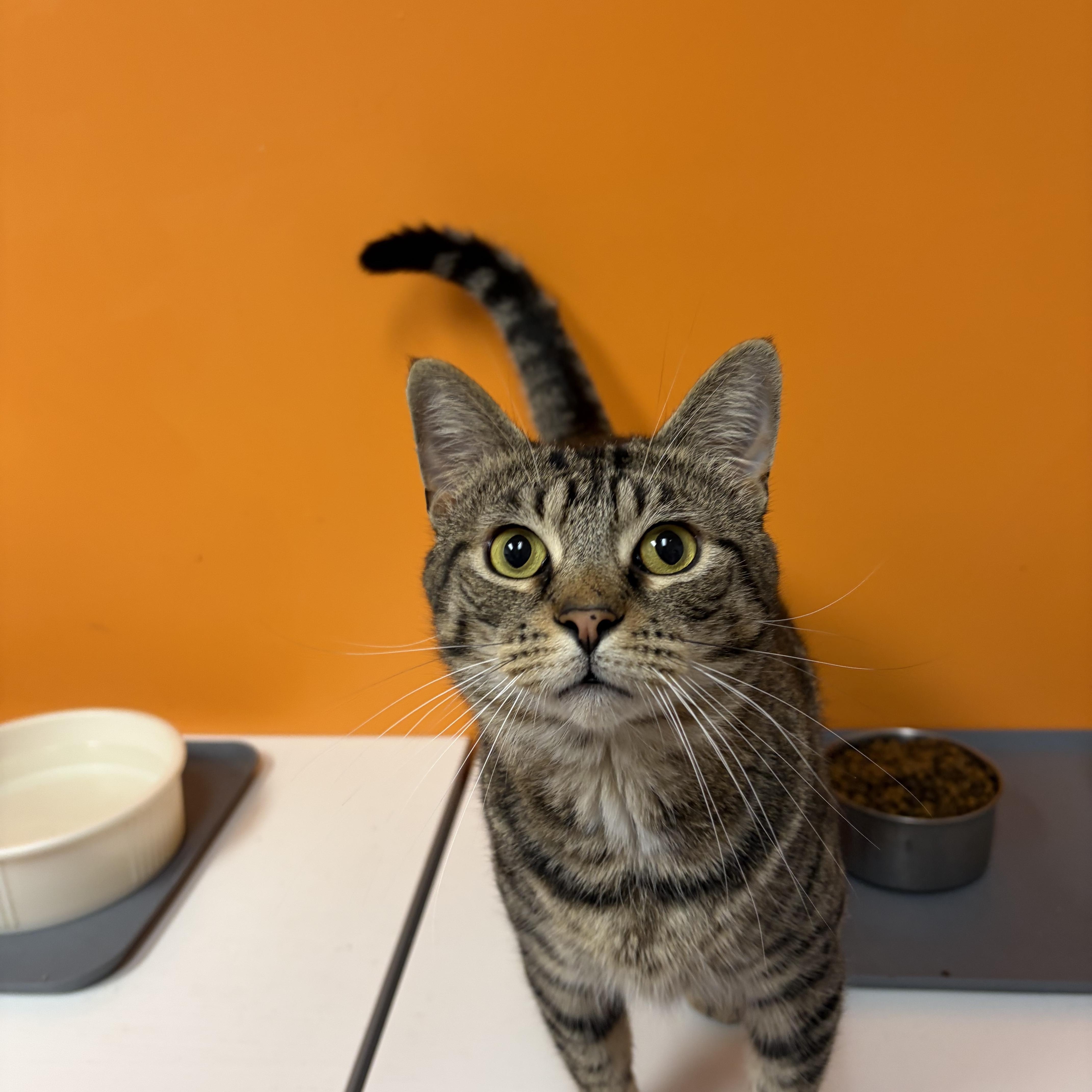 Alfonzo, a ADOPTABLE Domestic Short Hair in Muncie, IN image 2/6