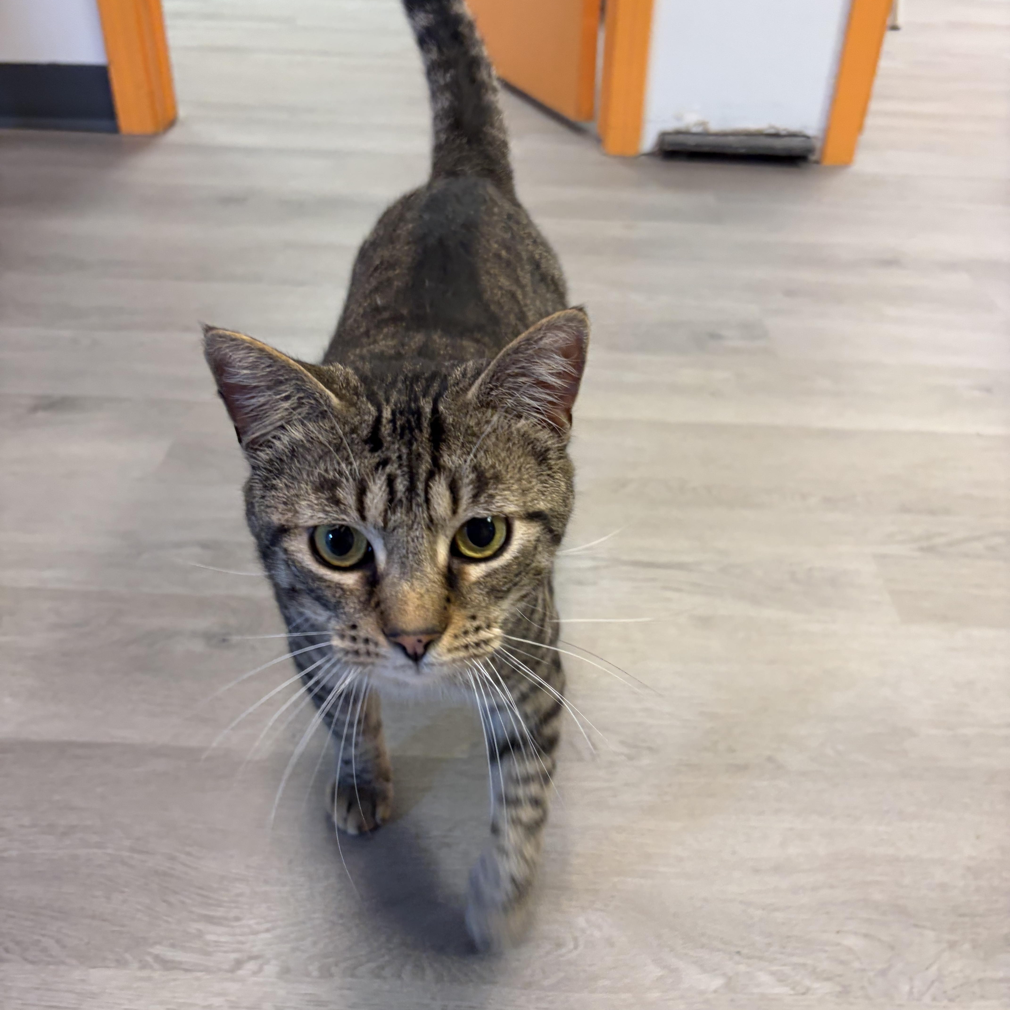 Alfonzo, ADOPTABLE, Young Male Domestic Short Hair.