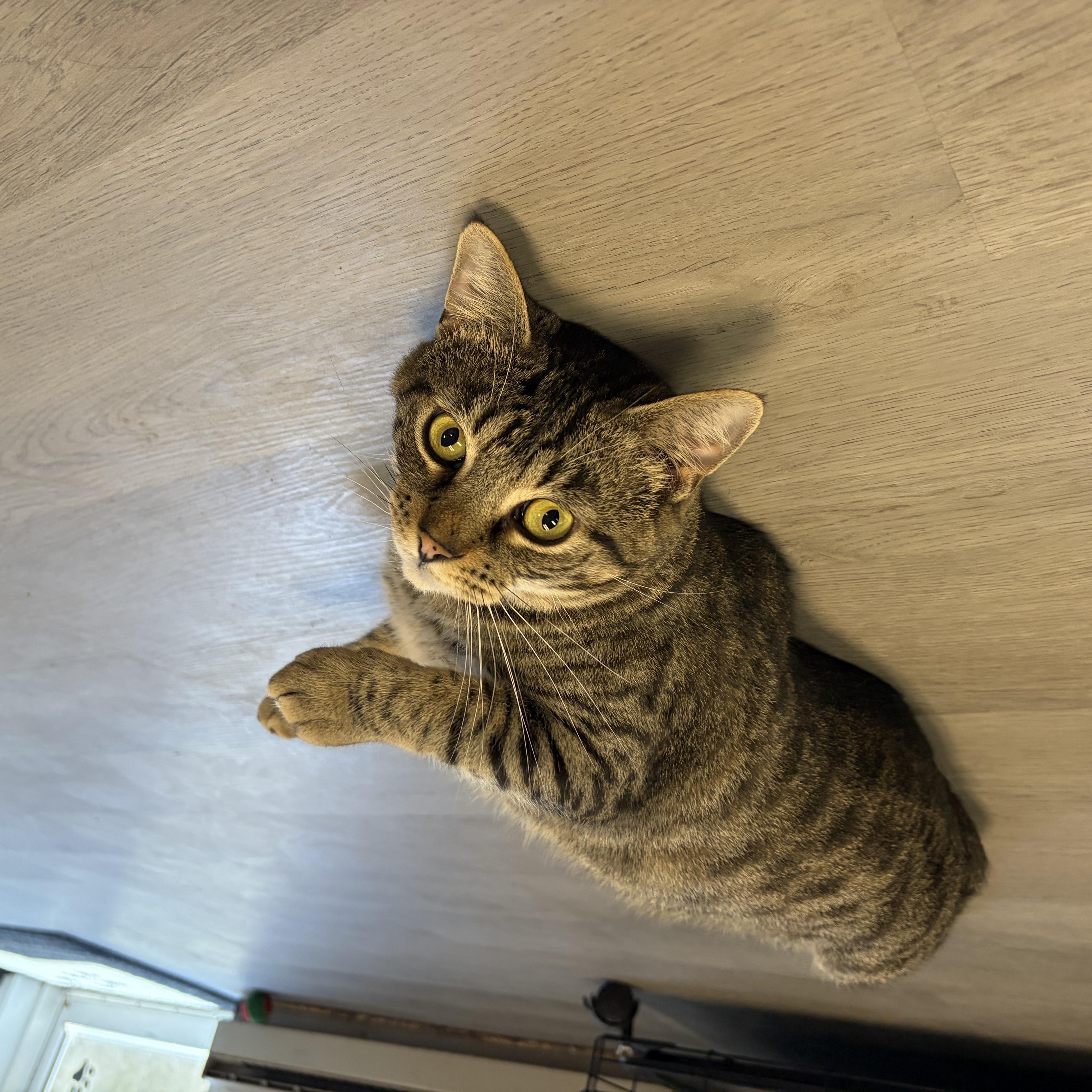 Alfonzo, a ADOPTABLE Domestic Short Hair in Muncie, IN image 5/6