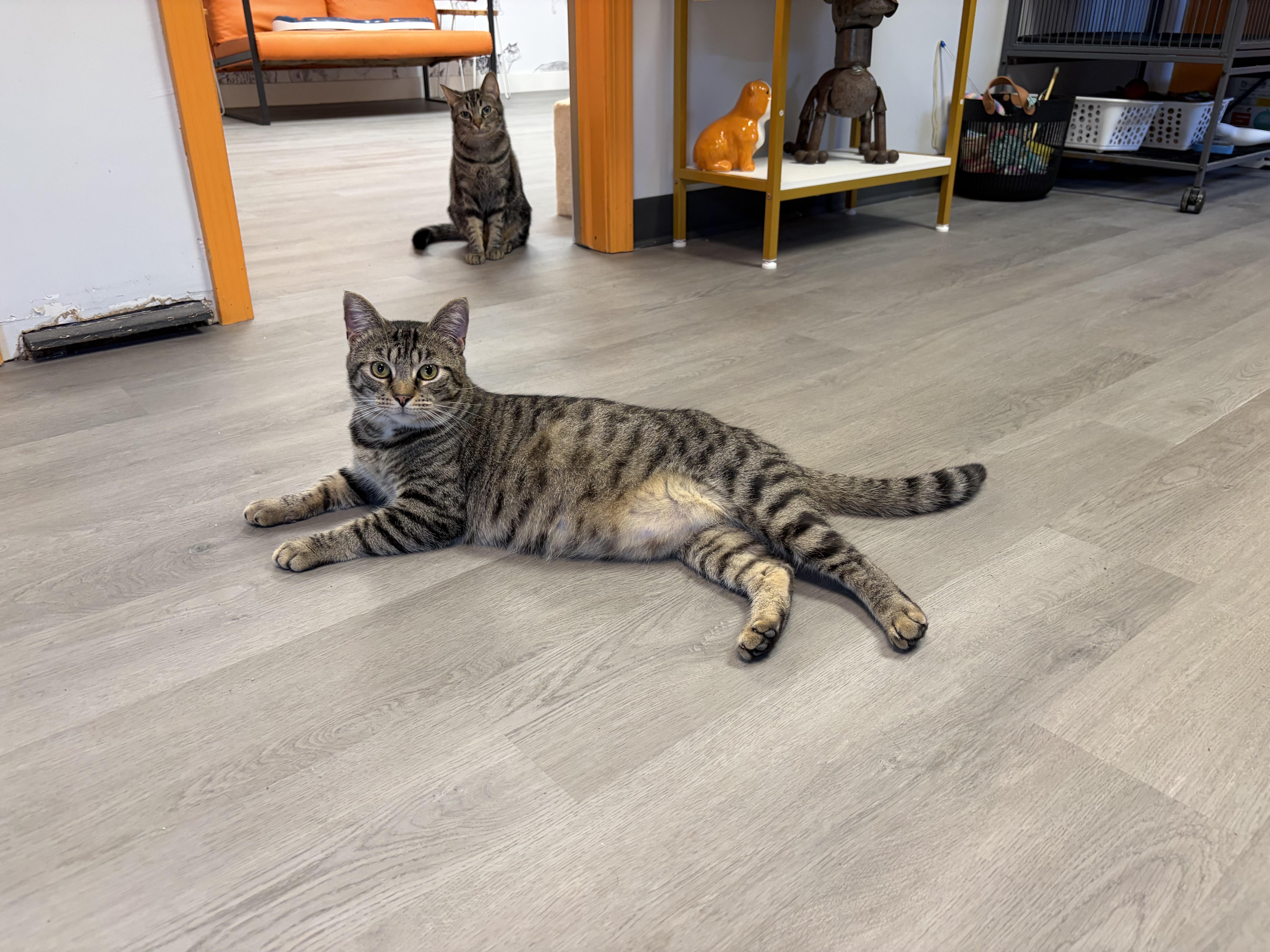 Enlarge Alfonzo, a ADOPTABLE Domestic Short Hair in Muncie, IN image 2/2
