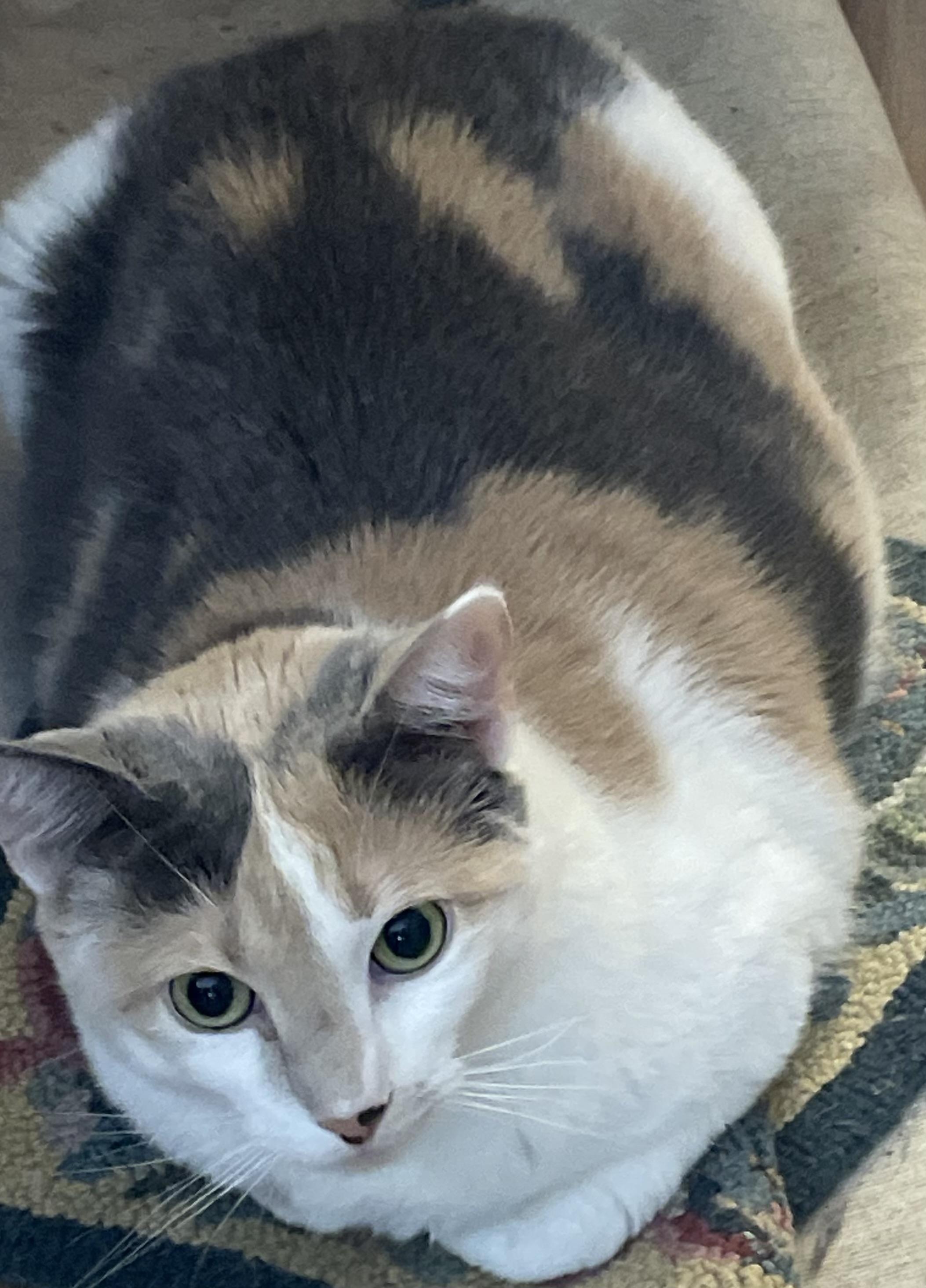 Enlarge Nina, a Adoptable Domestic Short Hair in Maple Glen, PA image 1/1