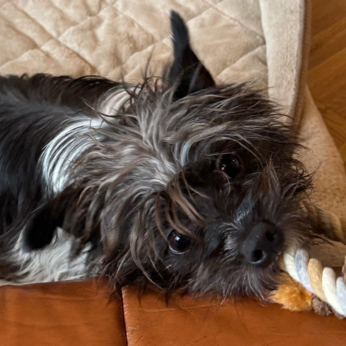 Enlarge Sprocket, a ADOPTABLE mixed breed in Friday Harbor, WA image 2/3