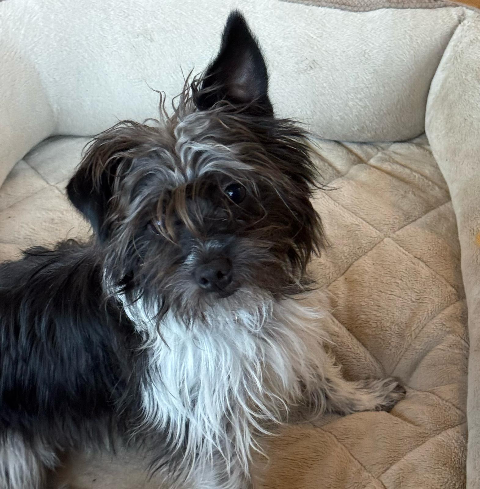 Enlarge Sprocket, a ADOPTABLE mixed breed in Friday Harbor, WA image 1/3