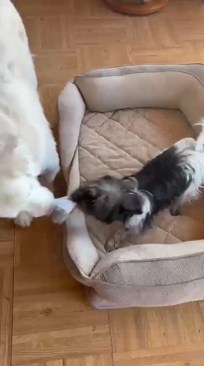 Enlarge Sprocket, a ADOPTABLE mixed breed in Friday Harbor, WA video 3/3