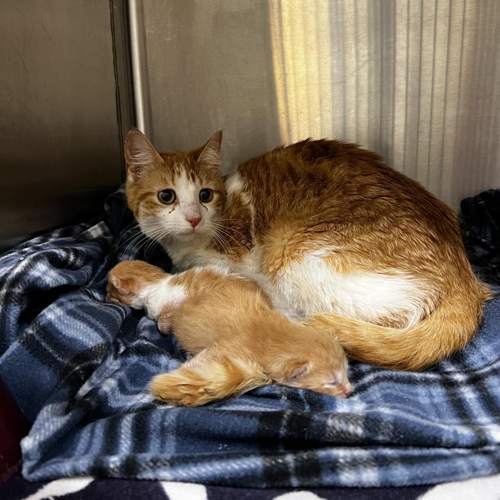 Enlarge Brooke, a Adoptable Domestic Short Hair in Harrisville, WV image 1/4