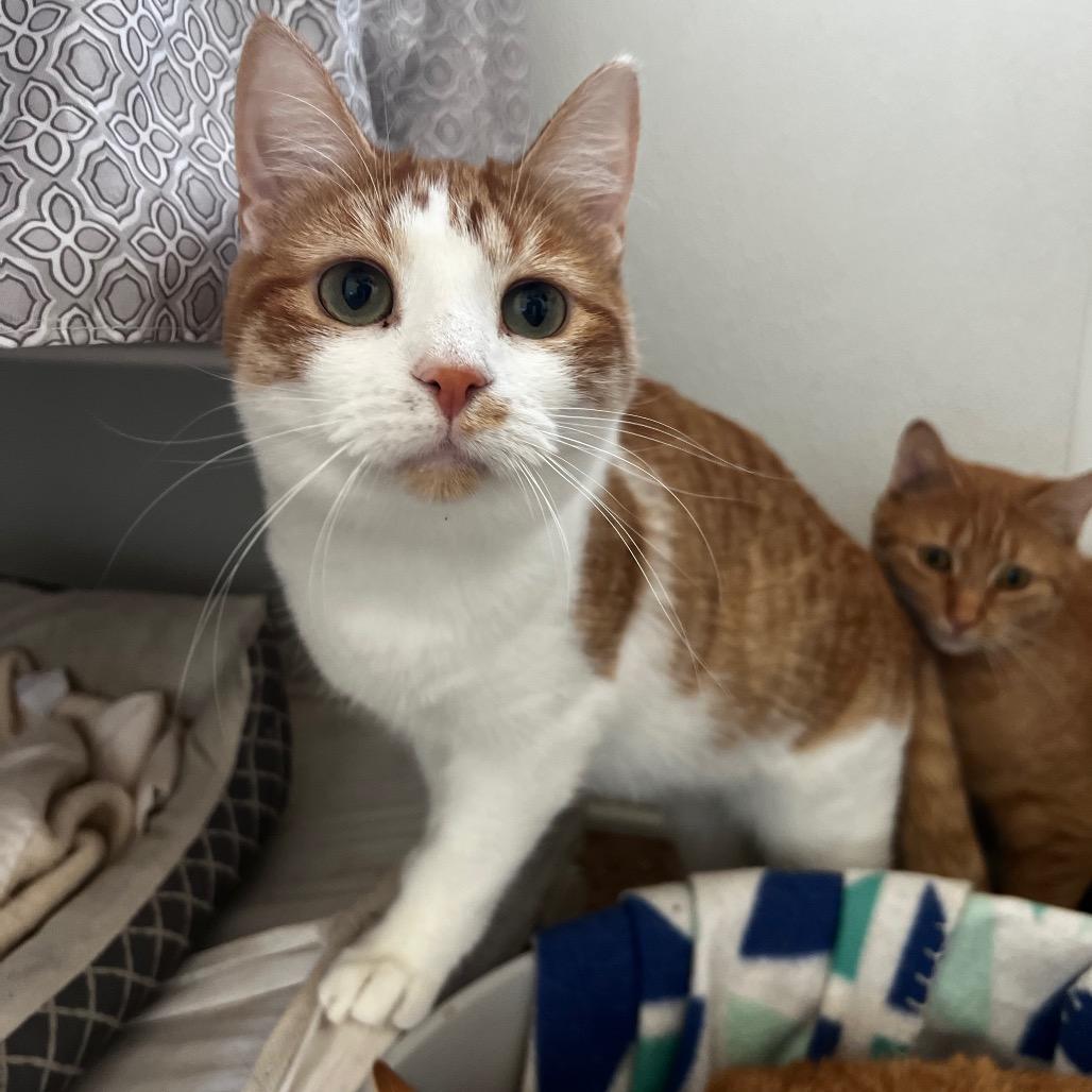 Enlarge Brooke, a Adoptable Domestic Short Hair in Harrisville, WV image 2/4