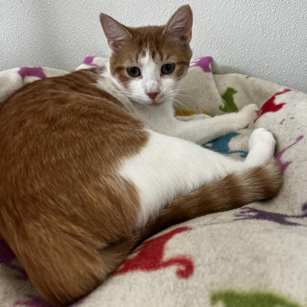 Enlarge Brooke, a Adoptable Domestic Short Hair in Harrisville, WV image 3/4