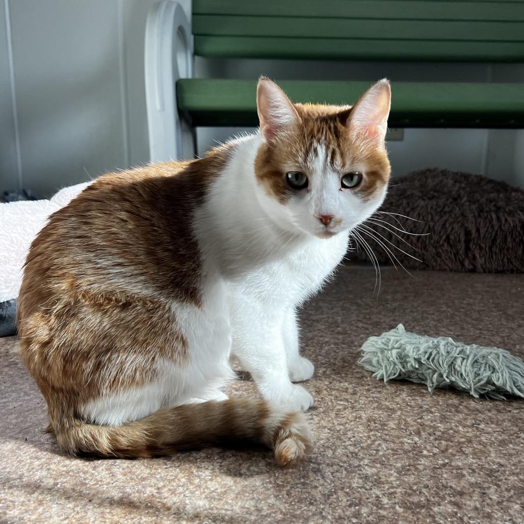 Enlarge Brooke, a Adoptable Domestic Short Hair in Harrisville, WV image 4/4