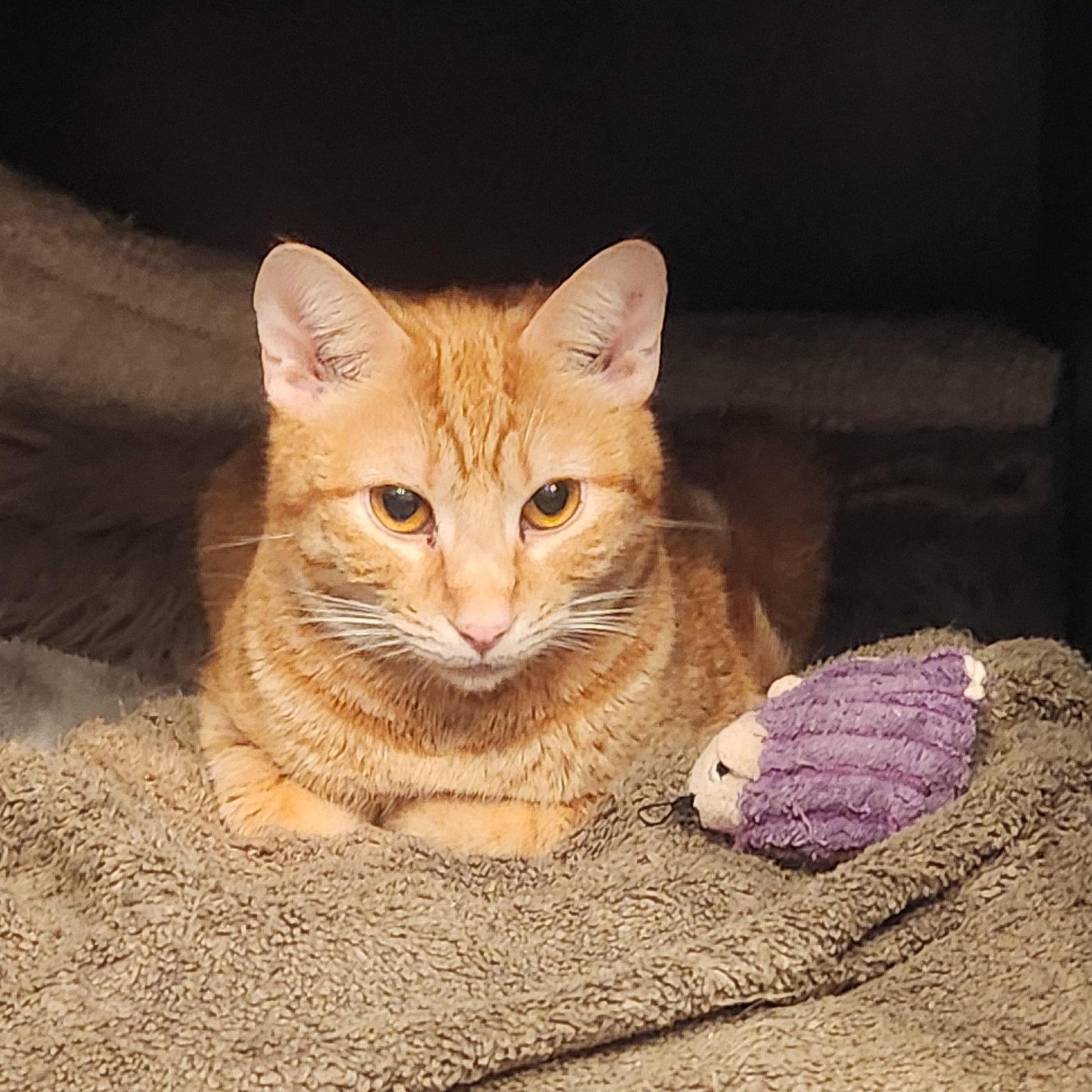 Enlarge Phoenix, a Adoptable mixed breed in Monrovia, CA image 3/3