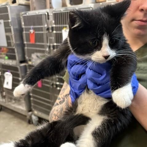 Enlarge Corn, a ADOPTABLE Domestic Short Hair in Saint Charles, MO image 2/2