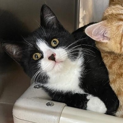 Enlarge Corn, a ADOPTABLE Domestic Short Hair in Saint Charles, MO image 1/2