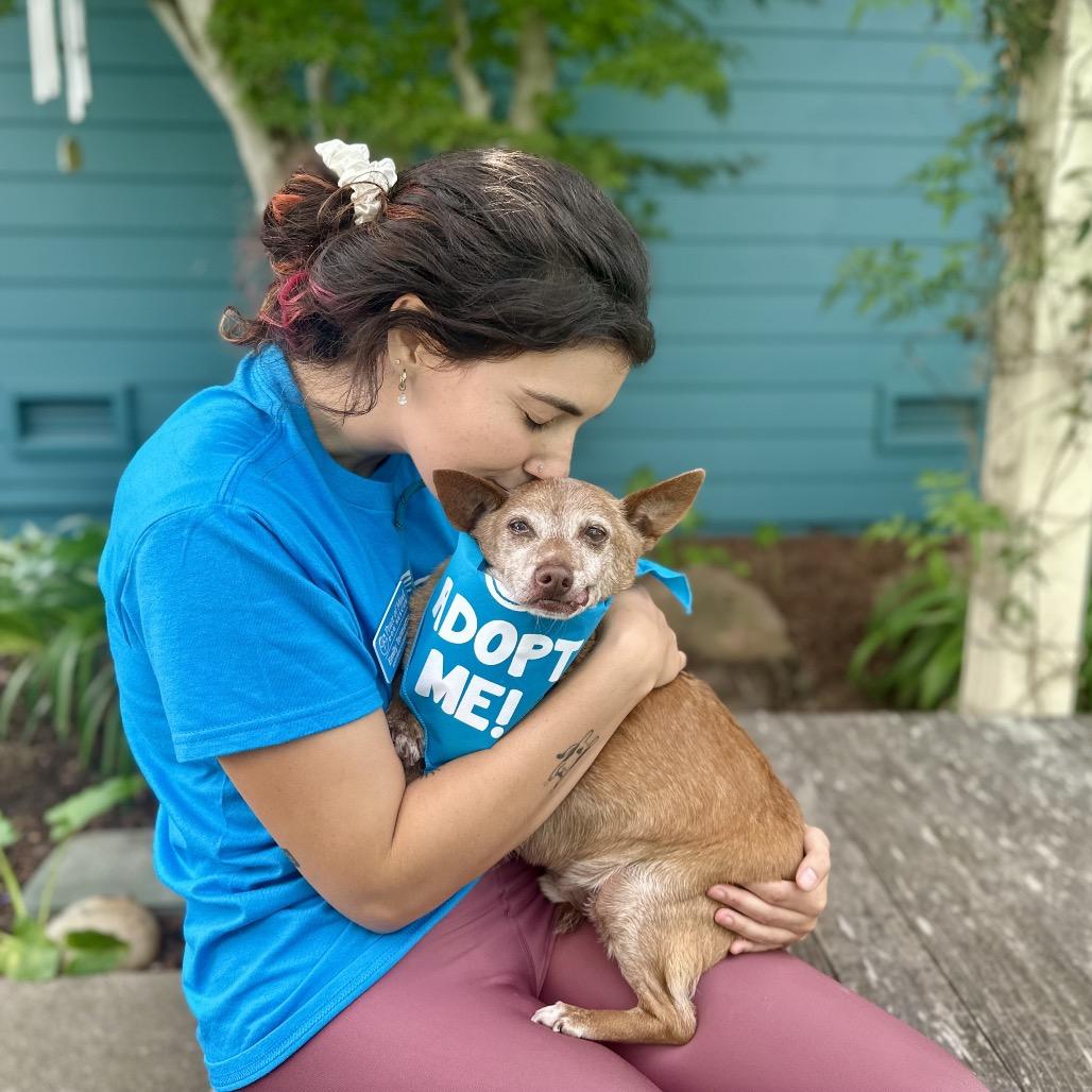 Acorn, Adoptable, Senior Male Chihuahua.