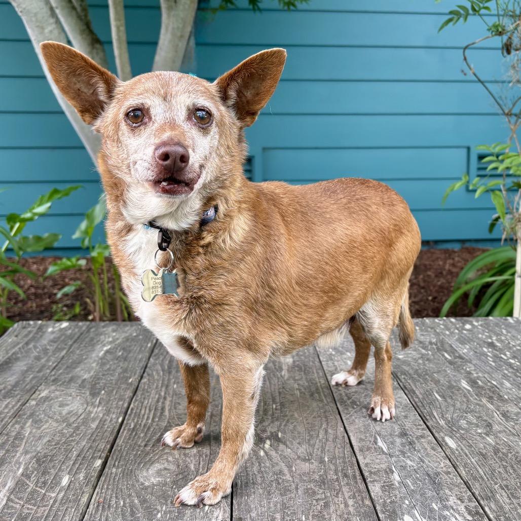 Acorn, a Adoptable Chihuahua in Pacific Grove, CA image 2/5