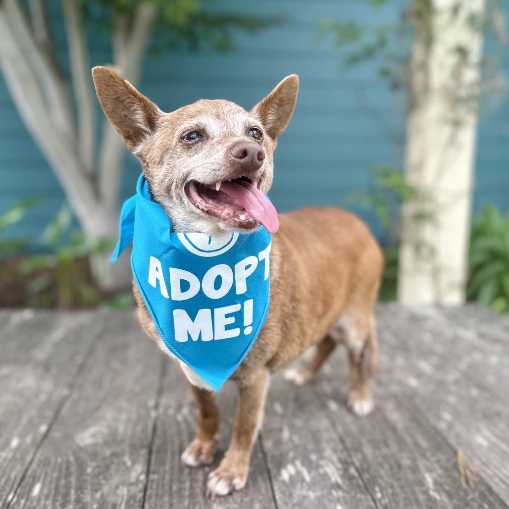 Acorn, a Adoptable Chihuahua in Pacific Grove, CA image 3/5