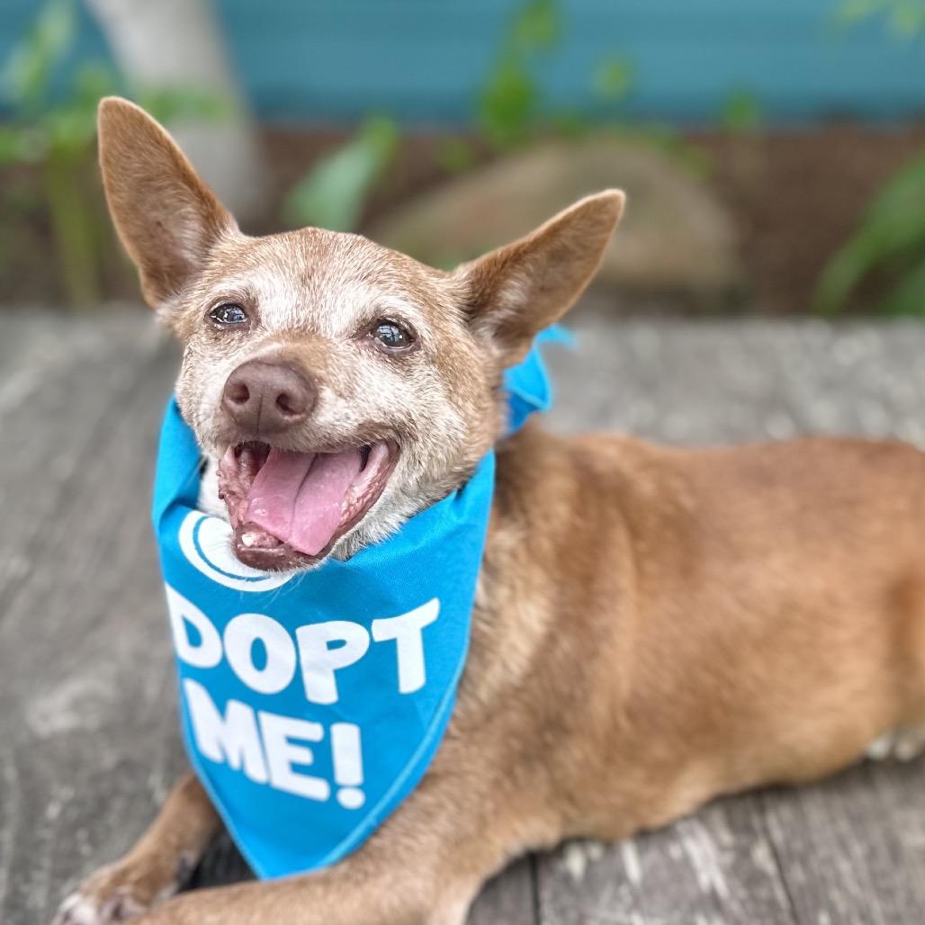 Acorn, a Adoptable Chihuahua in Pacific Grove, CA image 5/5