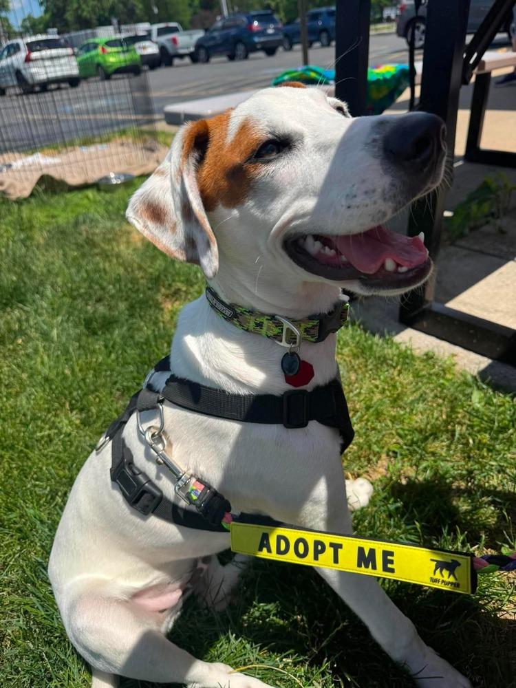 David, Adoptable, Puppy Male Redbone Coonhound.