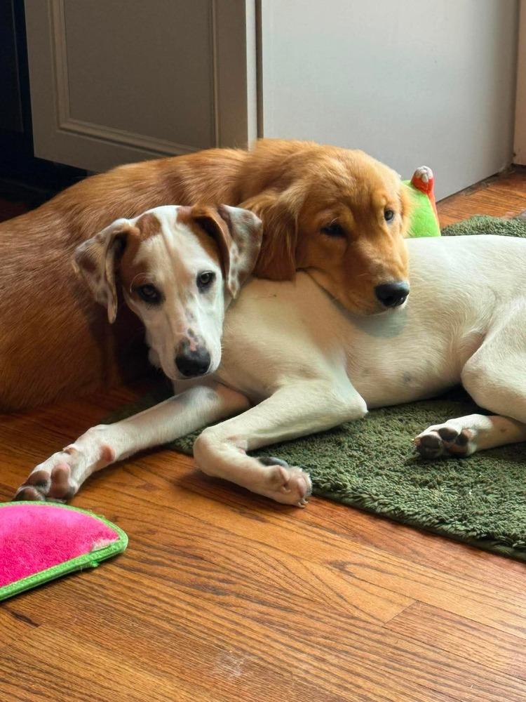 David, a Adoptable mixed breed in Syracuse, NY image 2/6