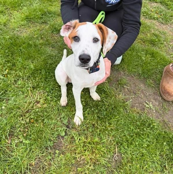 Enlarge David, a Adoptable mixed breed in Syracuse, NY image 1/6