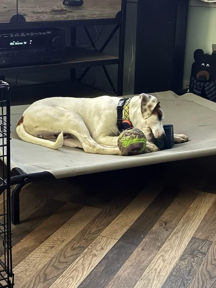 Enlarge David, a Adoptable mixed breed in Syracuse, NY image 2/6