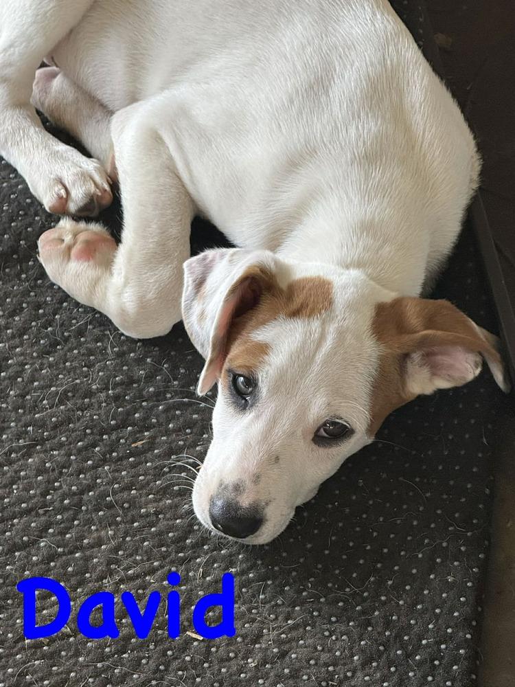 David, Adoptable, Puppy Male Redbone Coonhound.