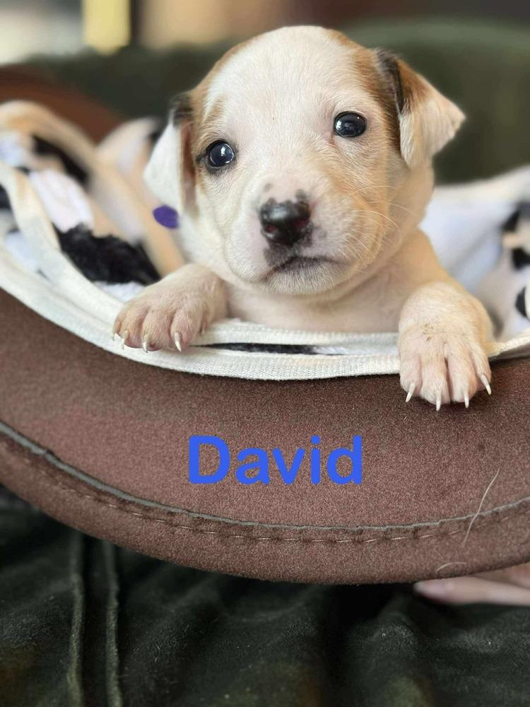 Enlarge David, a Adoptable mixed breed in Syracuse, NY image 2/6