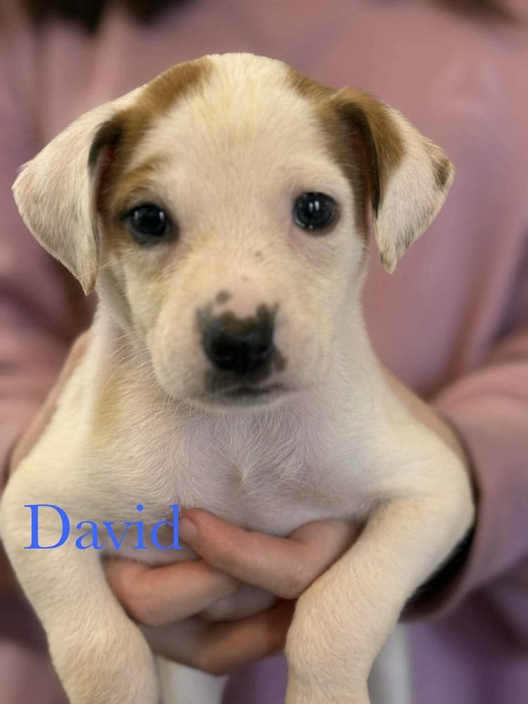 Enlarge David, a Adoptable mixed breed in Syracuse, NY image 3/6