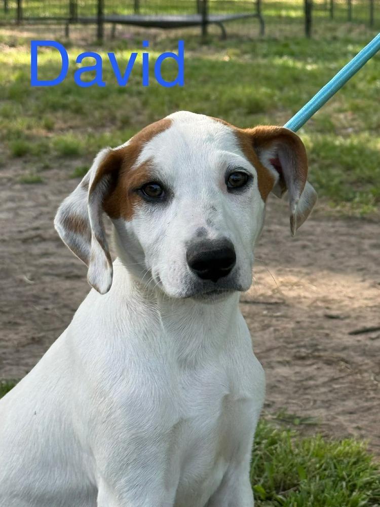 Enlarge David, a Adoptable mixed breed in Syracuse, NY image 4/6