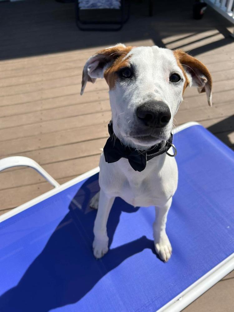 David, a Adoptable mixed breed in Syracuse, NY image 5/6
