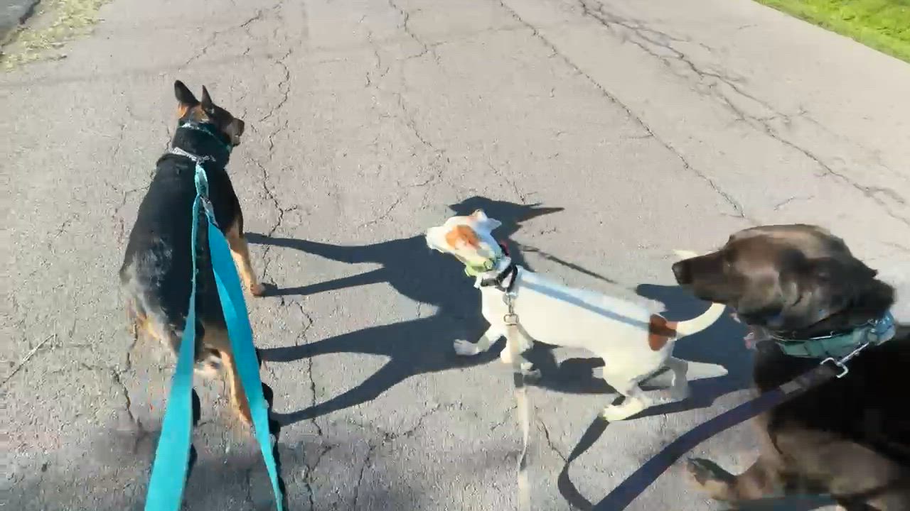 Enlarge David, a Adoptable mixed breed in Syracuse, NY video 4/5