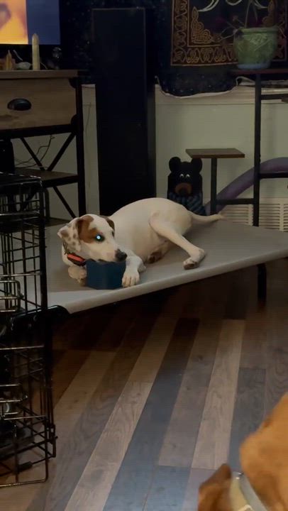 Enlarge David, a Adoptable mixed breed in Syracuse, NY video 5/5